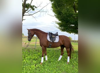 Duits sportpaard, Merrie, 6 Jaar, 163 cm, Vos