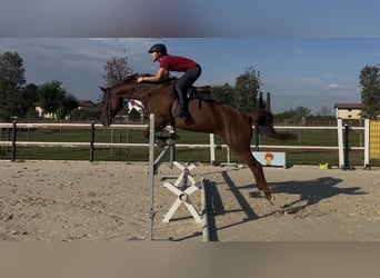 Duits sportpaard, Merrie, 6 Jaar, 163 cm, Vos