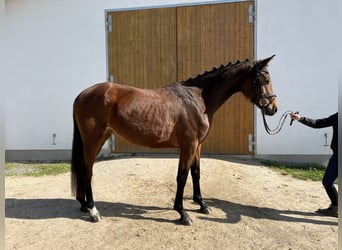 Duits sportpaard, Merrie, 6 Jaar, 164 cm, Brauner