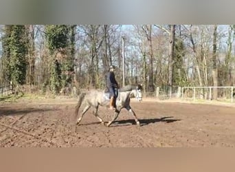 Duits sportpaard, Merrie, 6 Jaar, 164 cm, Schimmel