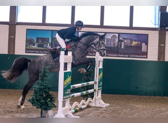Duits sportpaard, Merrie, 6 Jaar, 164 cm, Schimmel