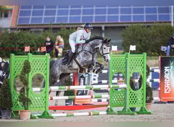 Duits sportpaard, Merrie, 6 Jaar, 164 cm, Schimmel