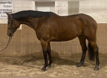 Duits sportpaard, Merrie, 6 Jaar, 165 cm, Brauner