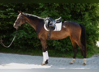 Duits sportpaard, Merrie, 6 Jaar, 165 cm, Donkerbruin