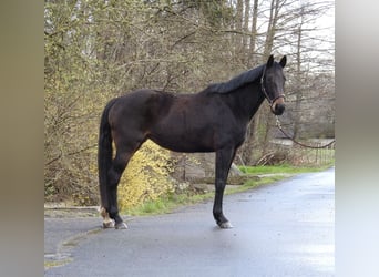 Duits sportpaard, Merrie, 6 Jaar, 165 cm, Donkerbruin