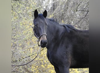 Duits sportpaard, Merrie, 6 Jaar, 165 cm, Donkerbruin