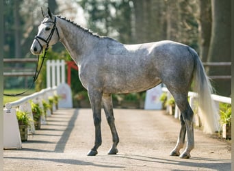 Duits sportpaard, Merrie, 6 Jaar, 165 cm, Schimmel