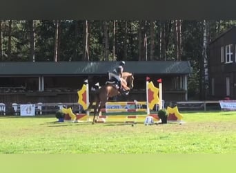 Duits sportpaard, Merrie, 6 Jaar, 165 cm, Vos