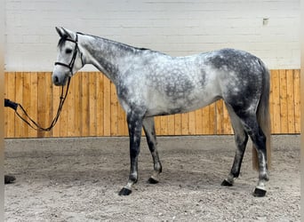 Duits sportpaard, Merrie, 6 Jaar, 166 cm, Appelschimmel