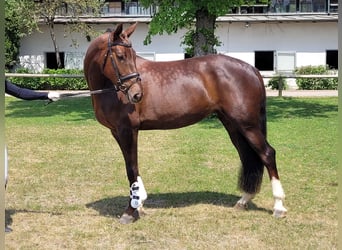 Duits sportpaard, Merrie, 6 Jaar, 166 cm, Donkere-vos