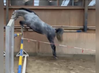 Duits sportpaard, Merrie, 6 Jaar, 166 cm, Schimmel