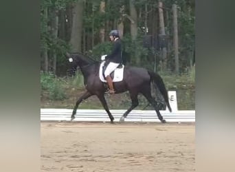 Duits sportpaard, Merrie, 6 Jaar, 166 cm, Zwart