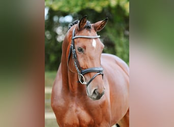 Duits sportpaard, Merrie, 6 Jaar, 167 cm, Bruin