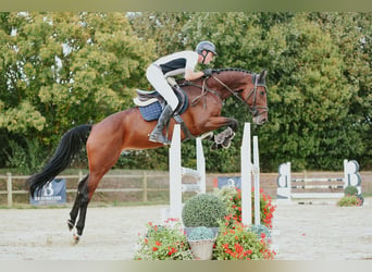 Duits sportpaard, Merrie, 6 Jaar, 167 cm, Bruin
