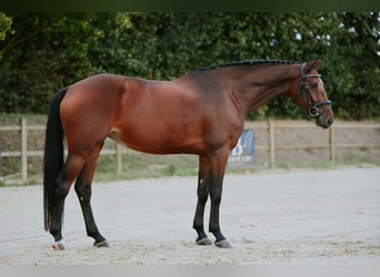 Duits sportpaard, Merrie, 6 Jaar, 167 cm, Bruin