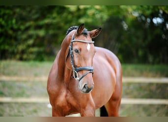 Duits sportpaard, Merrie, 6 Jaar, 167 cm, Bruin