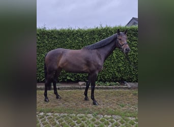 Duits sportpaard, Merrie, 6 Jaar, 167 cm, Donkerbruin
