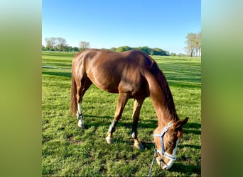 Duits sportpaard, Merrie, 6 Jaar, 167 cm
