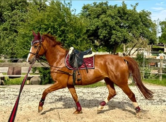 Duits sportpaard, Merrie, 6 Jaar, 167 cm