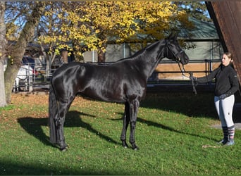 Duits sportpaard, Merrie, 6 Jaar, 167 cm, Zwart