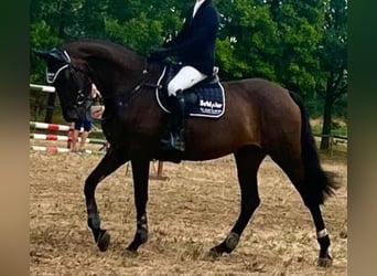 Duits sportpaard, Merrie, 6 Jaar, 167 cm, Zwartbruin