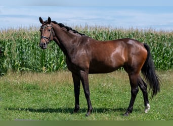 Duits sportpaard, Merrie, 6 Jaar, 168 cm, Brauner