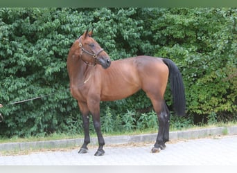Duits sportpaard, Merrie, 6 Jaar, 168 cm, Bruin