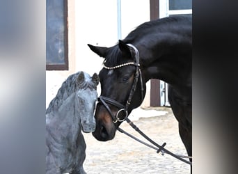 Duits sportpaard, Merrie, 6 Jaar, 168 cm, Donkerbruin