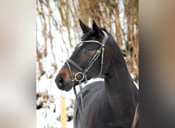 Duits sportpaard, Merrie, 6 Jaar, 168 cm, Donkerbruin