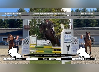 Duits sportpaard, Merrie, 6 Jaar, 168 cm, Donkerbruin