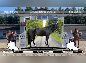 Duits sportpaard, Merrie, 6 Jaar, 168 cm, Donkerbruin