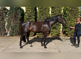 Duits sportpaard, Merrie, 6 Jaar, 168 cm, Donkerbruin