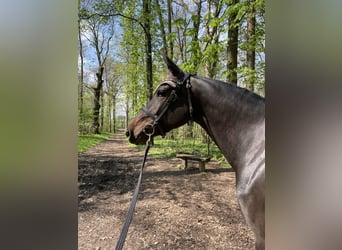 Duits sportpaard, Merrie, 6 Jaar, 168 cm, Donkerbruin