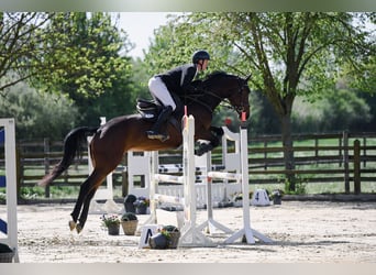 Duits sportpaard, Merrie, 6 Jaar, 168 cm, Donkerbruin
