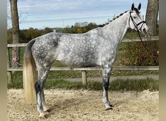 Duits sportpaard, Merrie, 6 Jaar, 168 cm, Schimmel