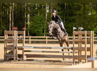 Duits sportpaard, Merrie, 6 Jaar, 168 cm, Schimmel