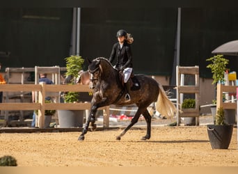 Duits sportpaard, Merrie, 6 Jaar, 168 cm, Schimmel