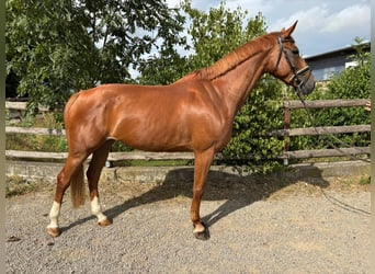 Duits sportpaard, Merrie, 6 Jaar, 168 cm, Vos