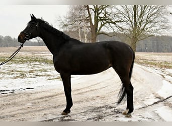 Duits sportpaard, Merrie, 6 Jaar, 168 cm, Zwartbruin