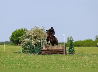 Duits sportpaard, Merrie, 6 Jaar, 169 cm, Bruin
