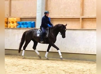 Duits sportpaard, Merrie, 6 Jaar, 169 cm, Donkere-vos