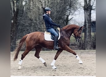 Duits sportpaard, Merrie, 6 Jaar, 169 cm, Vos