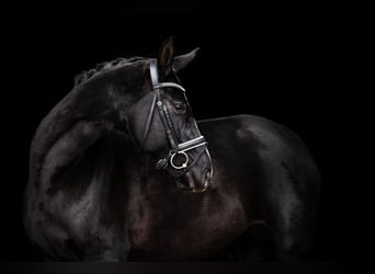 Duits sportpaard, Merrie, 6 Jaar, 169 cm, Zwart