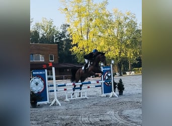 Duits sportpaard, Merrie, 6 Jaar, 170 cm, Bruin