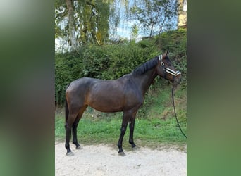 Duits sportpaard, Merrie, 6 Jaar, 170 cm, Bruin
