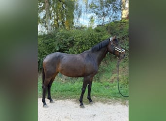 Duits sportpaard, Merrie, 6 Jaar, 170 cm, Bruin