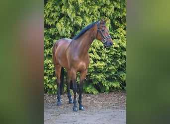 Duits sportpaard, Merrie, 6 Jaar, 170 cm, Bruin