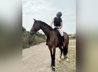 Duits sportpaard, Merrie, 6 Jaar, 170 cm, Bruin