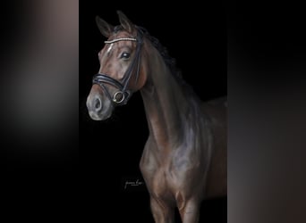 Duits sportpaard, Merrie, 6 Jaar, 170 cm, Donkerbruin