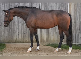 Duits sportpaard, Merrie, 6 Jaar, 170 cm, Donkerbruin